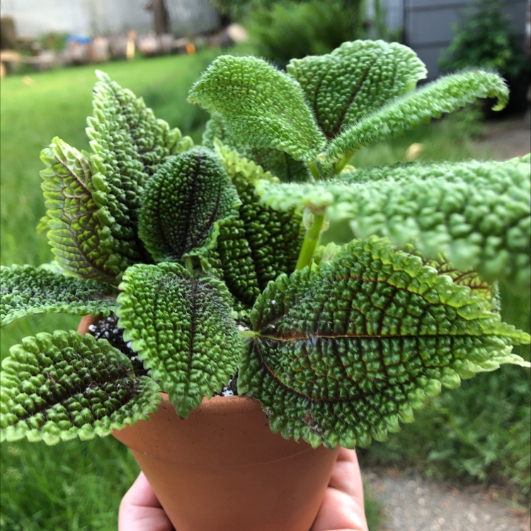 Photo of the plant species Pilea mollis by @caiitsx named Takakura on Greg, the plant care app