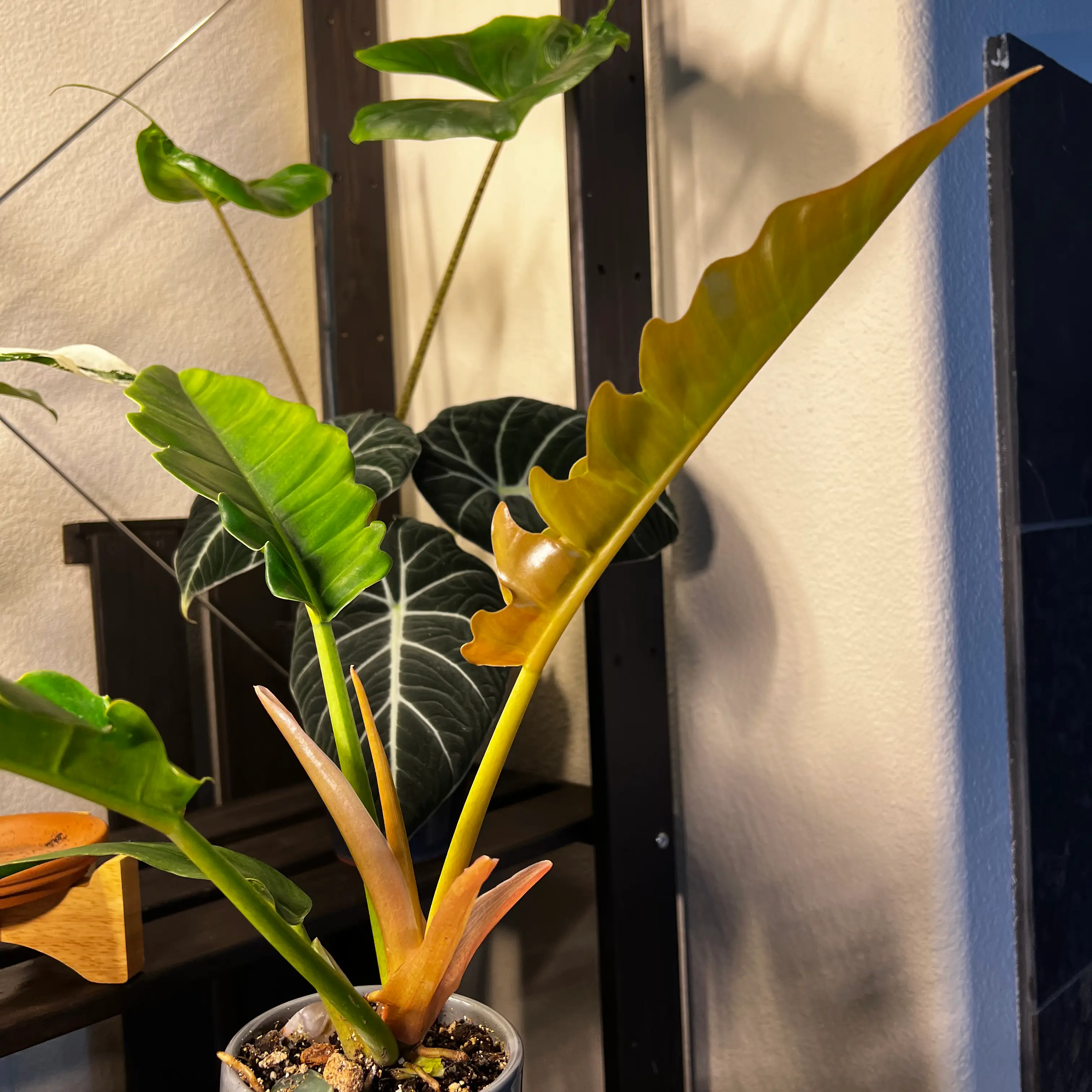 Tiger Tooth Philodendron with some yellowing and browning leaves, potted with visible soil.