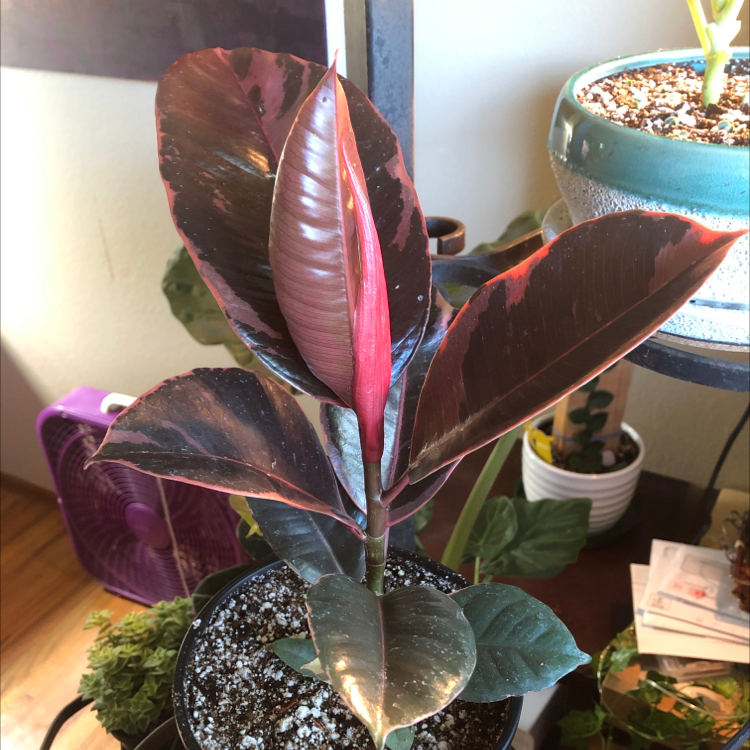 Photo of the plant species Ficus 'Ruby' by @caiitsx named Ruby on Greg, the plant care app