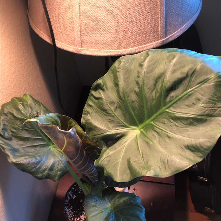 Photo of the plant species Alocasia 'Regal Shields' by @caiitsx named Regal Shield on Greg, the plant care app