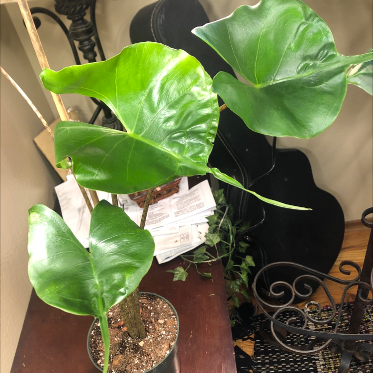 Photo of the plant species Stingray Elephant Ear by @caiitsx named Mantyke on Greg, the plant care app