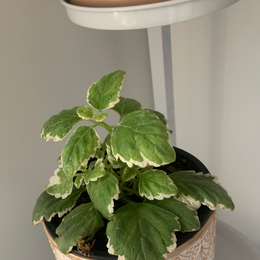 White-Edged Swedish Ivy plant in a pot with healthy green leaves and white edges.