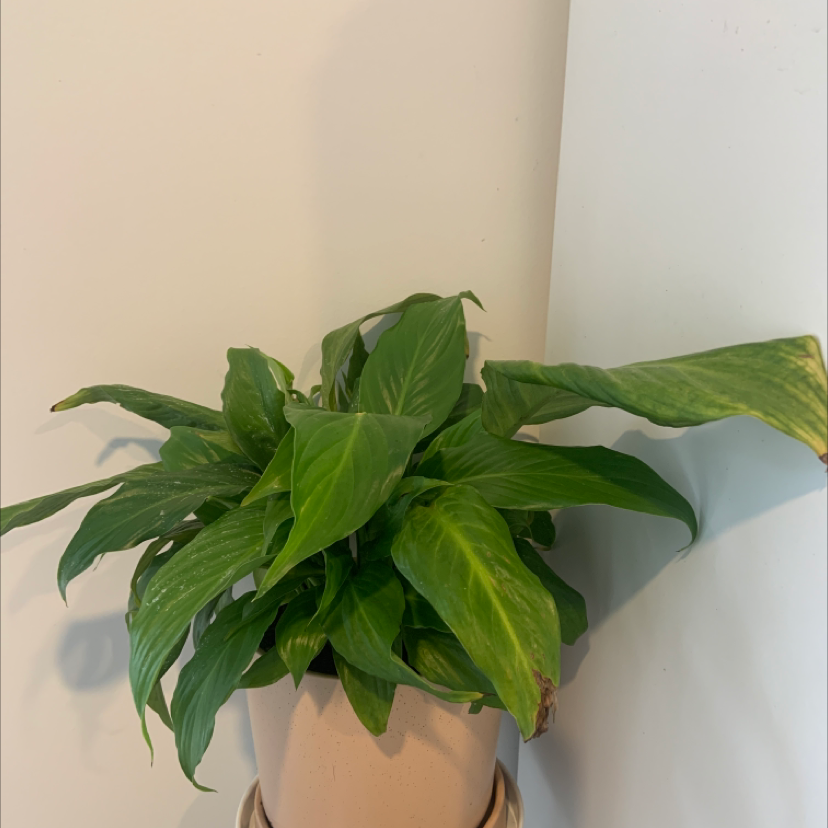 Peace Lily plant photo by Hannah named Lilly on Greg, the plant care app.