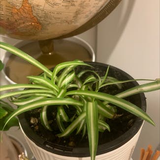 Spider Plant plant in Auckland, Auckland