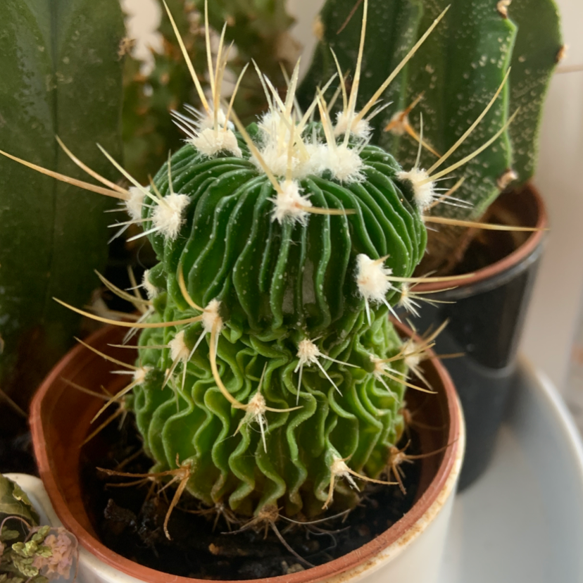 Brain Cactus plant photo by Hannah named Spike on Greg, the plant care app.