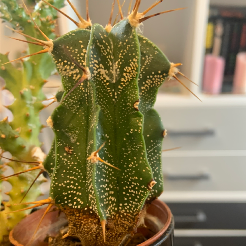 Star Plant plant photo by Hannah named Gobi on Greg, the plant care app.