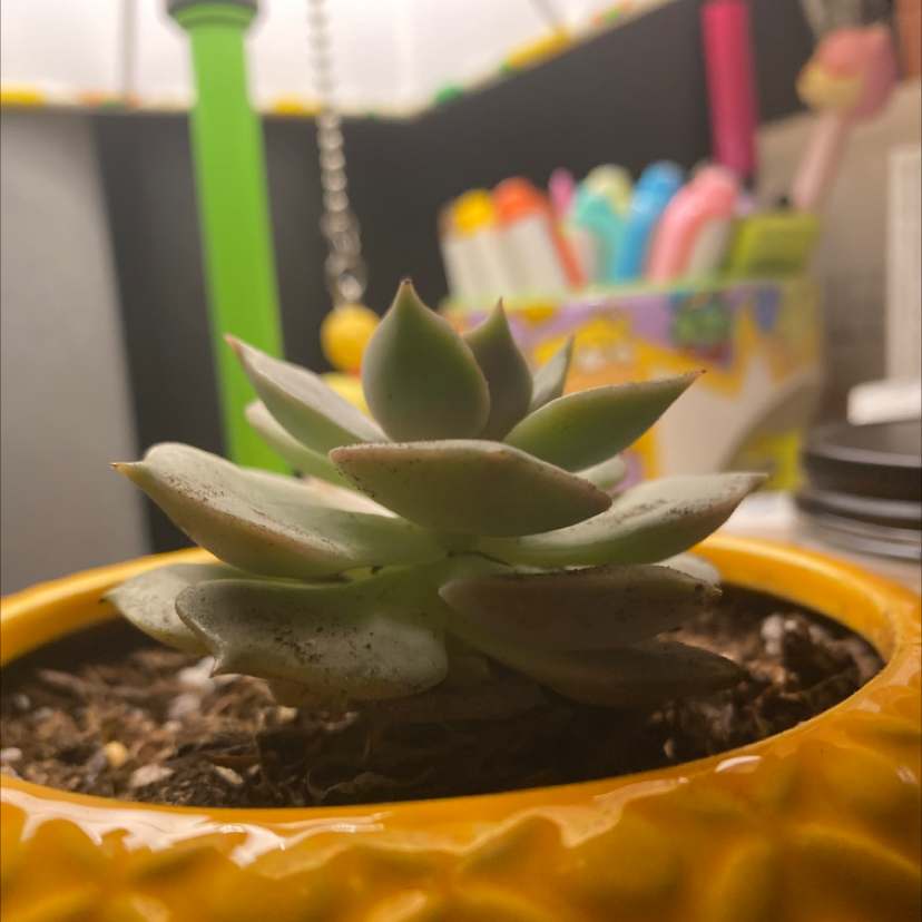 Echeveria 'Orion' succulent in a yellow pot with colorful objects in the background.