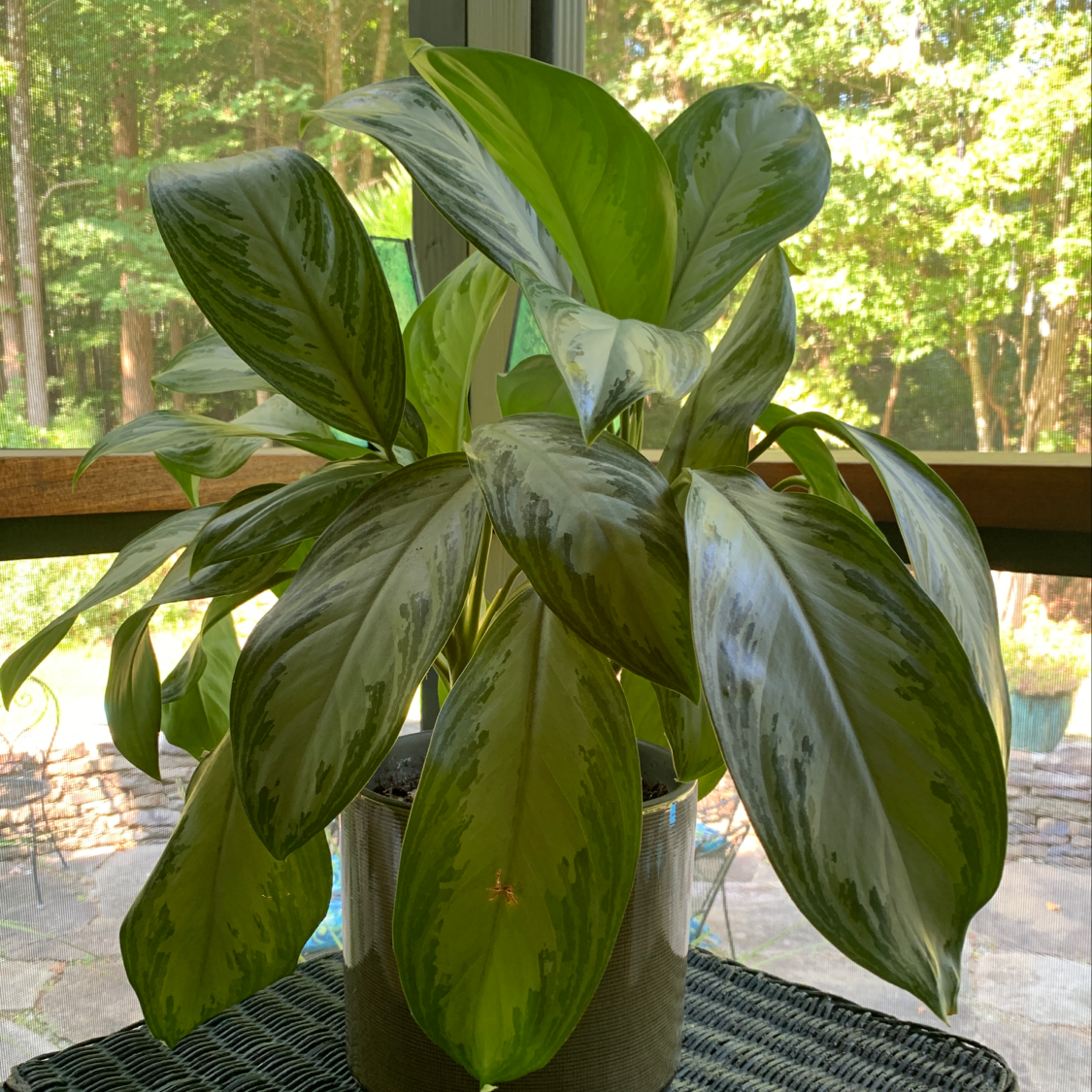 Plant care for Fringed Water Lily on Greg, the plant care app
