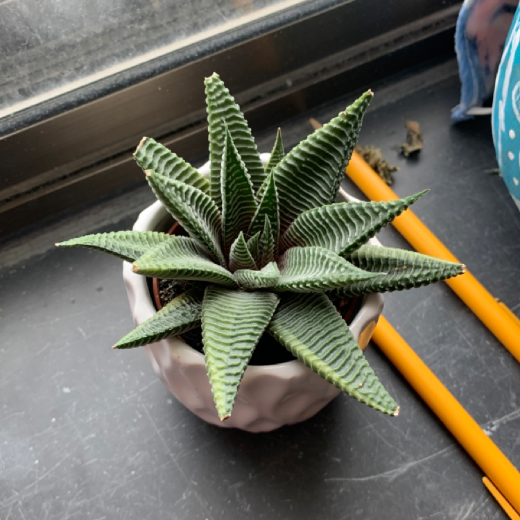 Healthy Haworthia truncata succulent plant in a pink pot, with rippled triangular leaves and no signs of disease or damage.