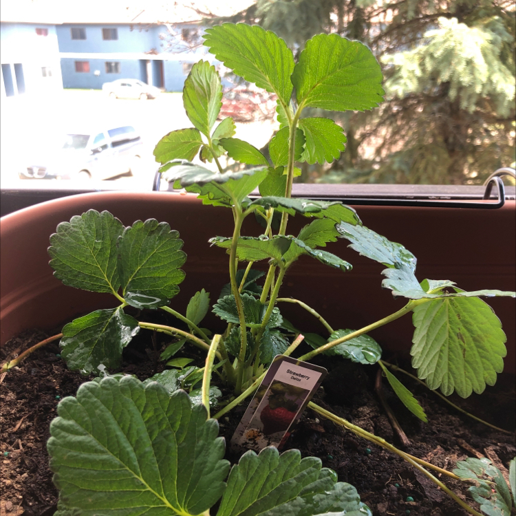 Strawberry plant photo by @Hiraeth named Barry on Greg, the plant care app.