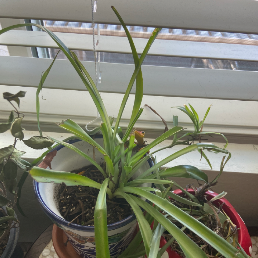Spider Plant plant photo by @Mayalynn named Your plant on Greg, the plant care app.