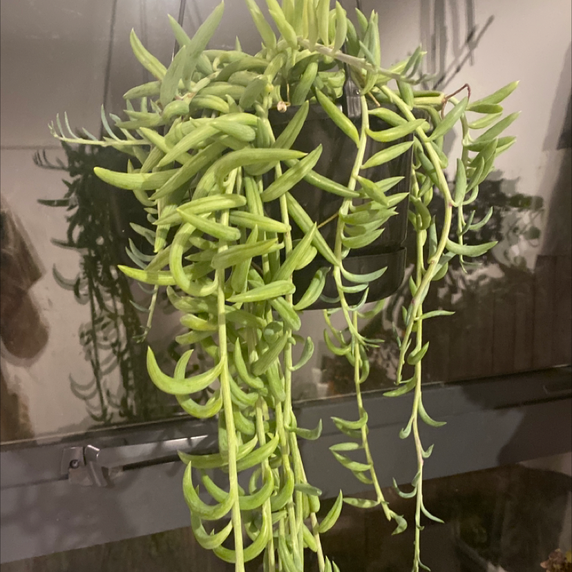 String of Bananas plant photo by @liv. named Palm on Greg, the plant care app.