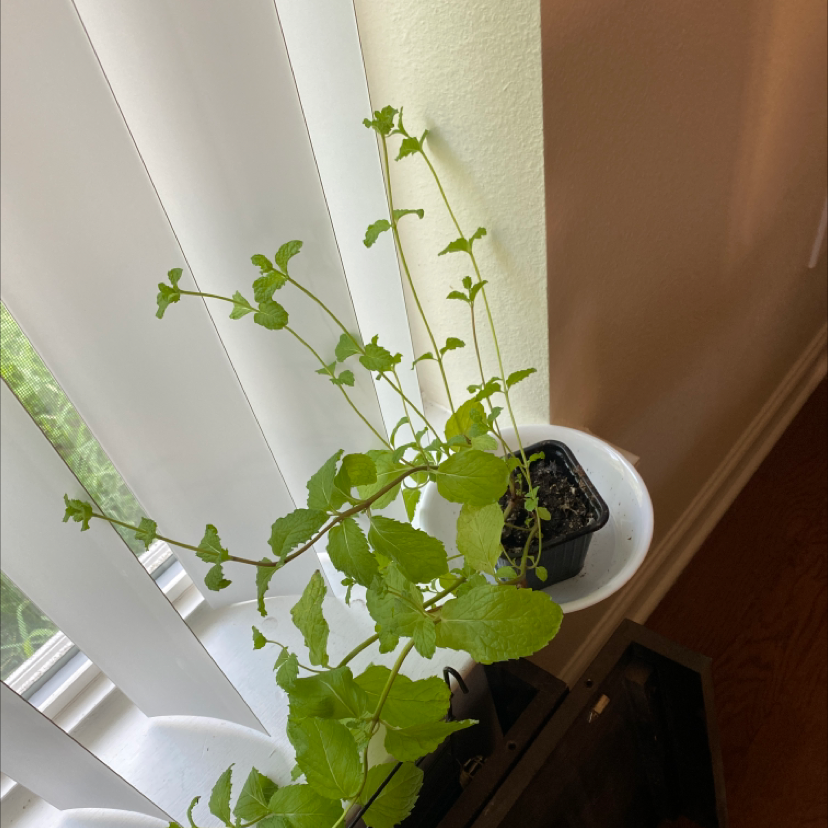 Apple Mint plant in a pot near a window with healthy green leaves.