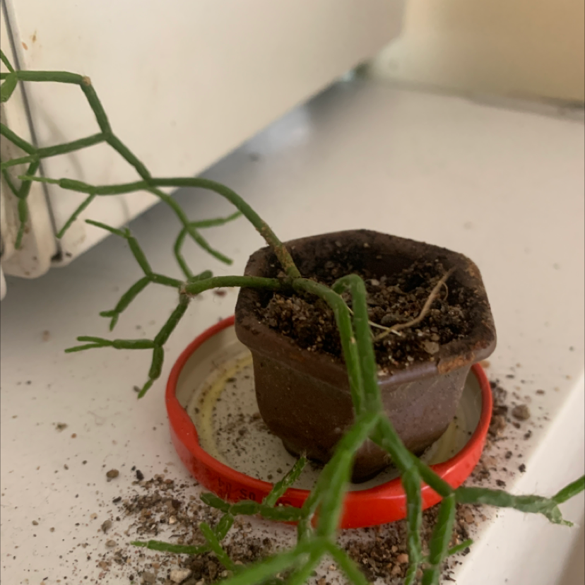 Small potted Dancing Bones plant with thin green stems and some spilled soil.
