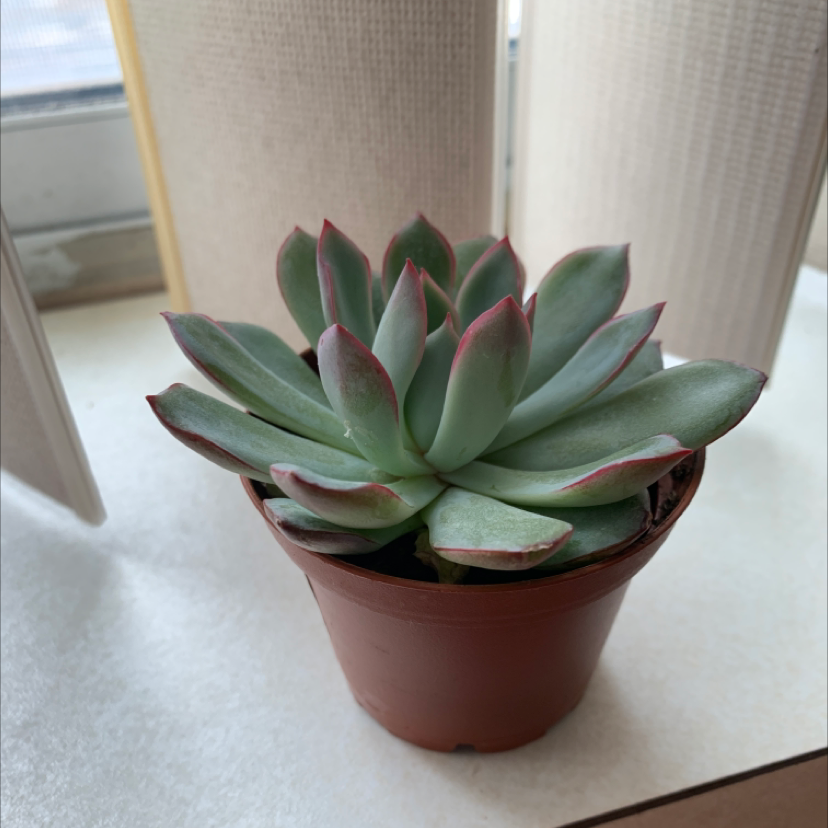 Healthy Echeveria 'Orion' succulent in a small pot with red-tinted edges on leaves.