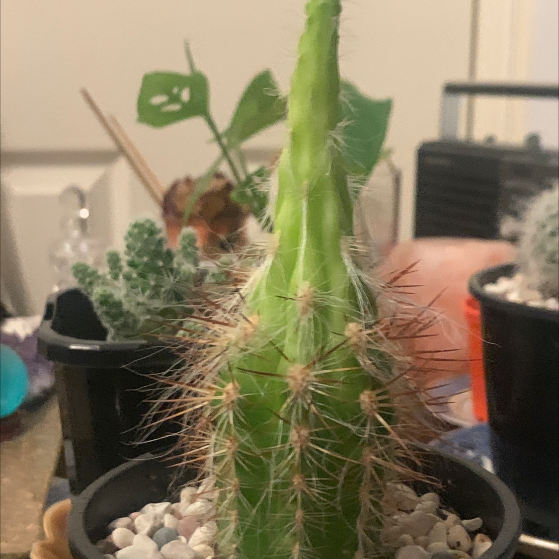 Golden Torch plant photo by Ruby named duncan on Greg, the plant care app.