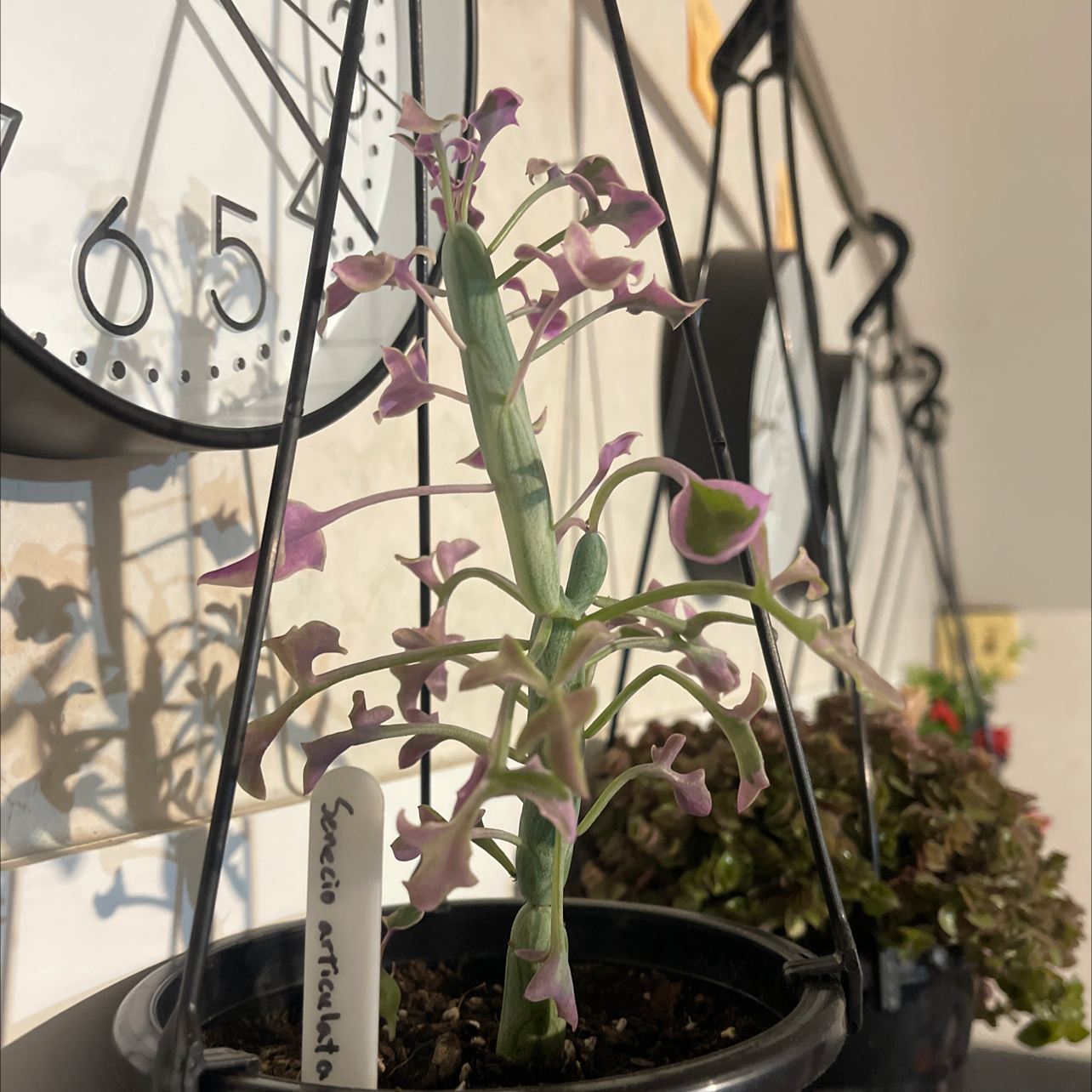 Photo of the plant species Variegated Candle Plant by Sam named Buddy on Greg, the plant care app