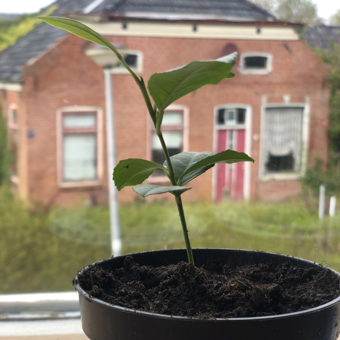 Lemon plant photo by @Siepplant named Stella on Greg, the plant care app.