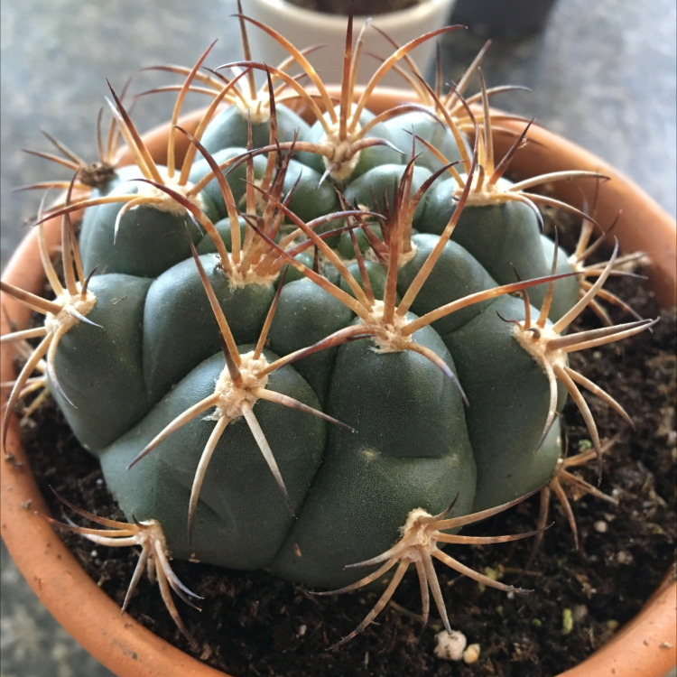 Photo of the plant species Thelocactus hexaedrophorus by @taylorcrighton named Charlie on Greg, the plant care app