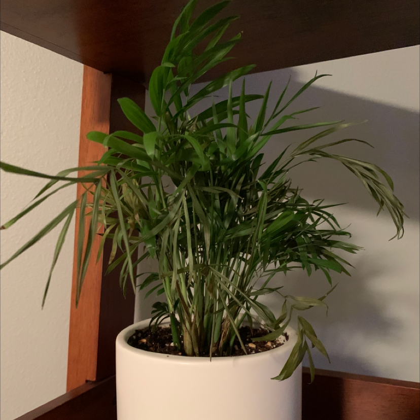 Healthy Parlour Palm houseplant with lush green fronds in a white ceramic pot, near a window.