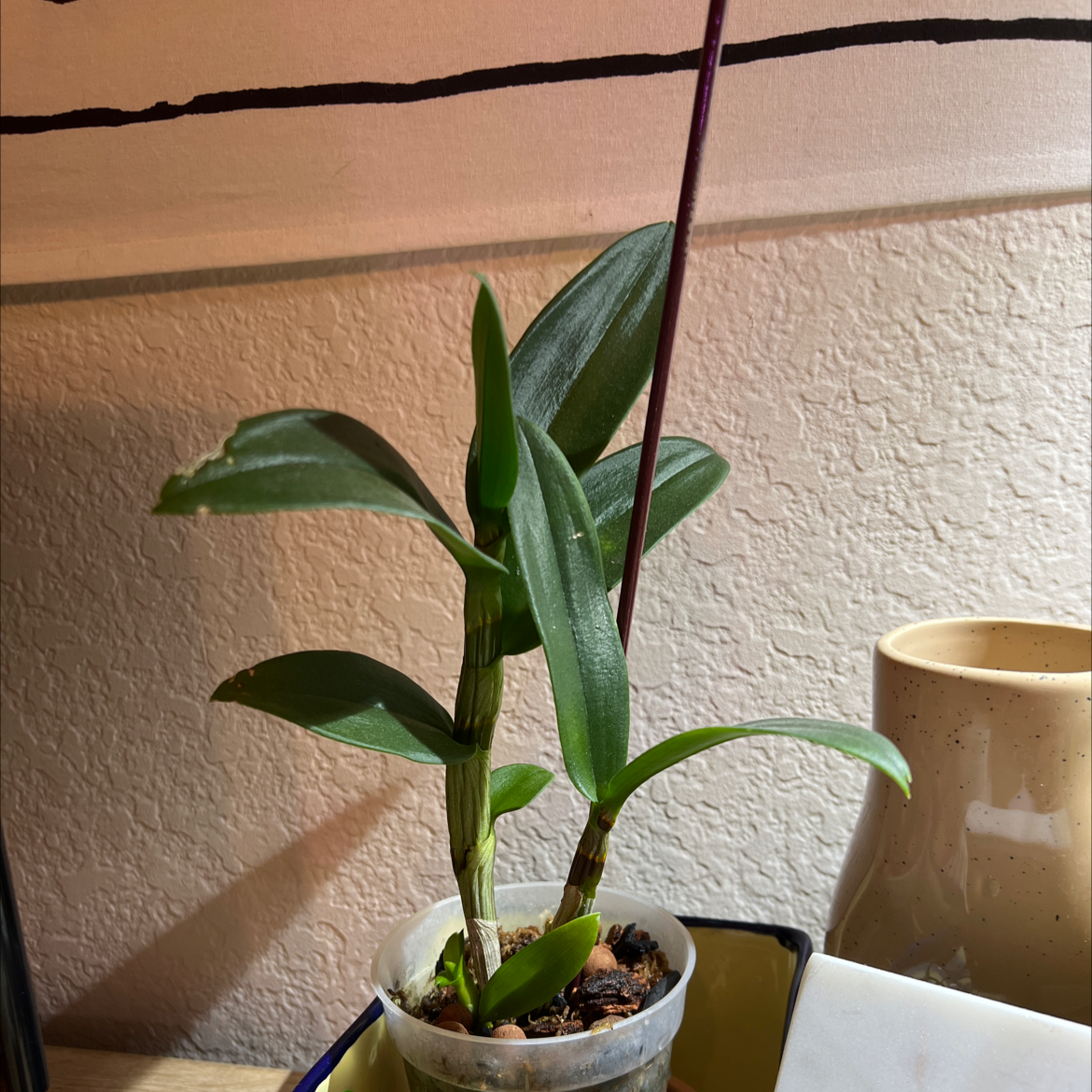 Noble Dendrobium plant in a small transparent pot with green leaves.