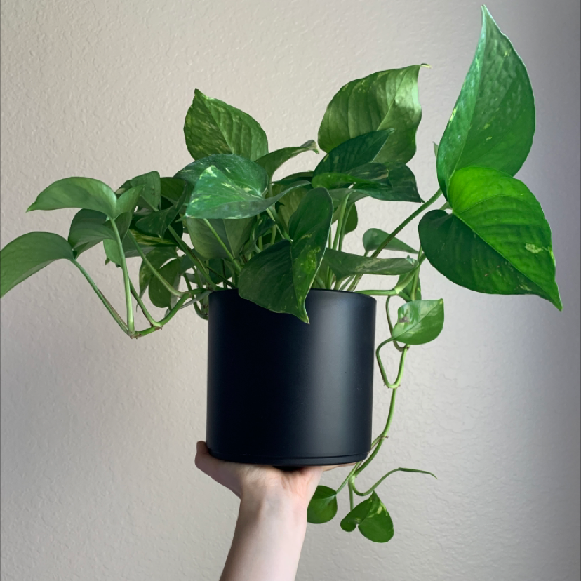 Photo of the plant species Golden Pothos by @laurenashley named Golden Pothos on Greg, the plant care app