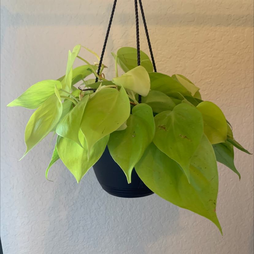 Philodendron Lemon Lime plant in a hanging pot with vibrant green and yellow leaves.
