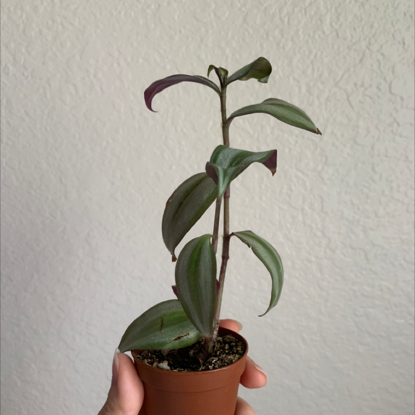 Spiderwort plant photo by @laurenashley named Tradescantia Zebrina on Greg, the plant care app.