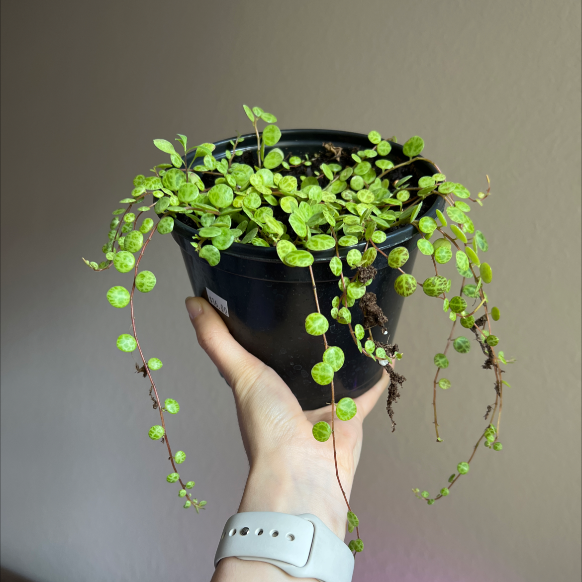 String of Turtles plant in a black pot, held by a hand, with vibrant green leaves.