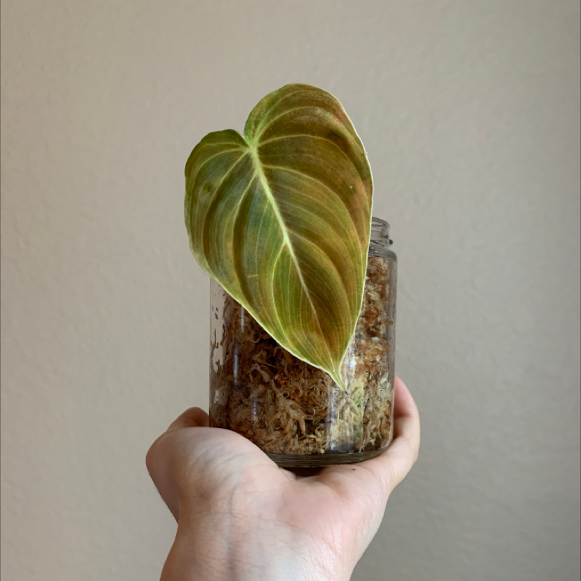 Black Gold Philodendron plant in a glass container held by a hand.