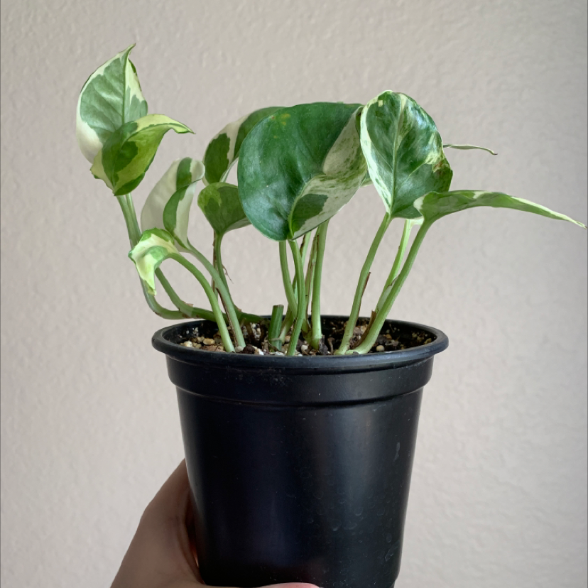 Pothos N' Joy plant in a black pot with healthy green and white variegated leaves.