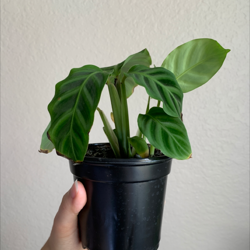 Zebra Calathea plant photo by @laurenashley named Calathea Zebrina on Greg, the plant care app.
