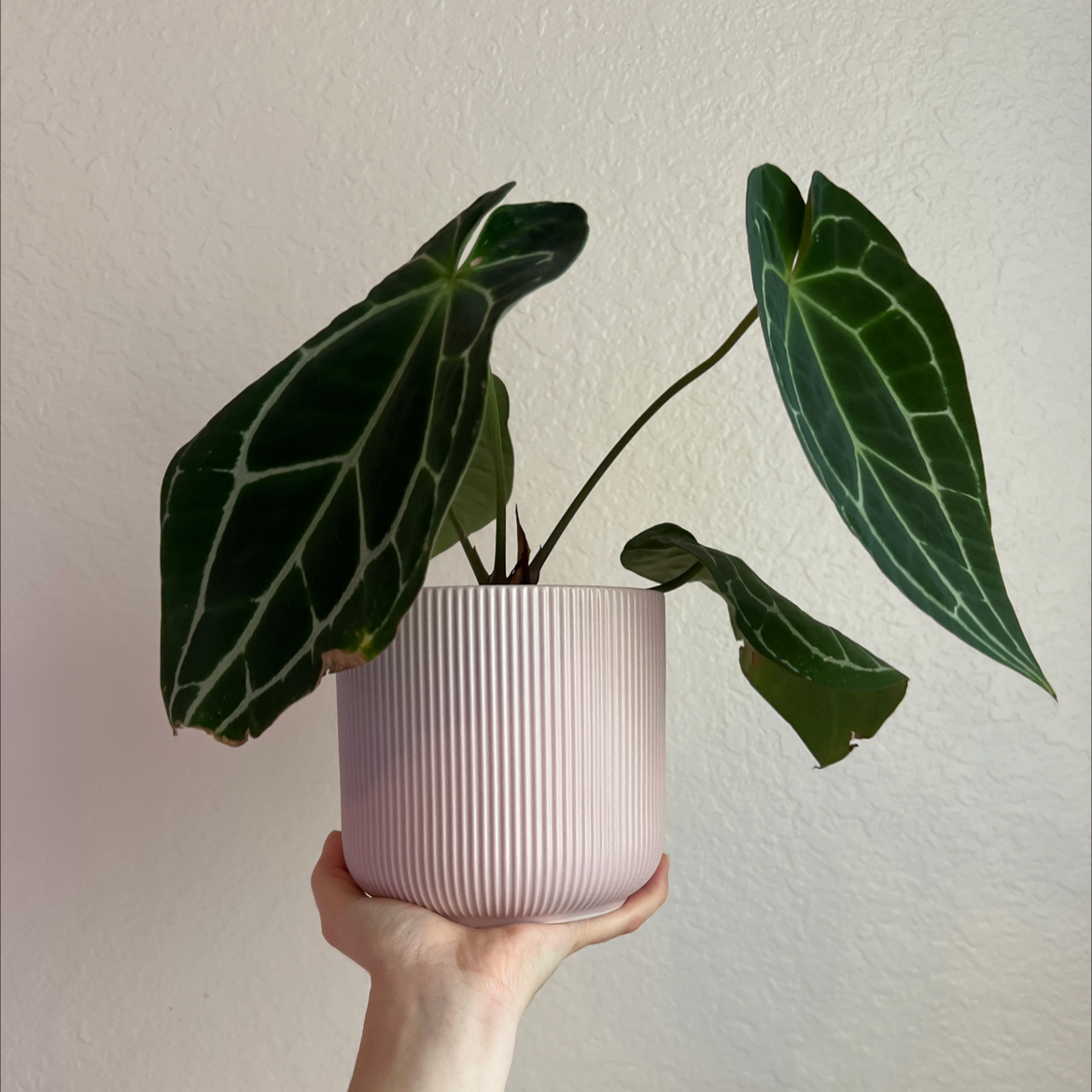 Crystal Anthurium plant with large, dark green leaves and white veins in a light-colored pot held by a hand.