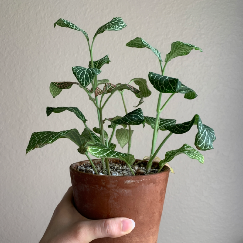Nerve Plant plant photo by @laurenashley named Nerve Plant on Greg, the plant care app.