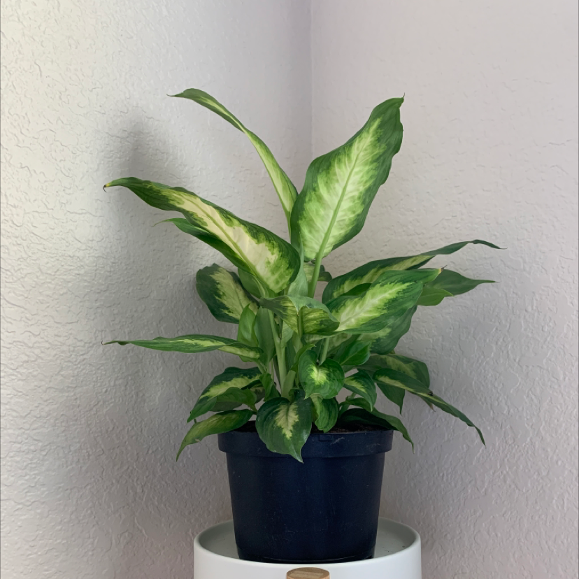 Dieffenbachia plant photo by @laurenashley named Dieffenbachia on Greg, the plant care app.