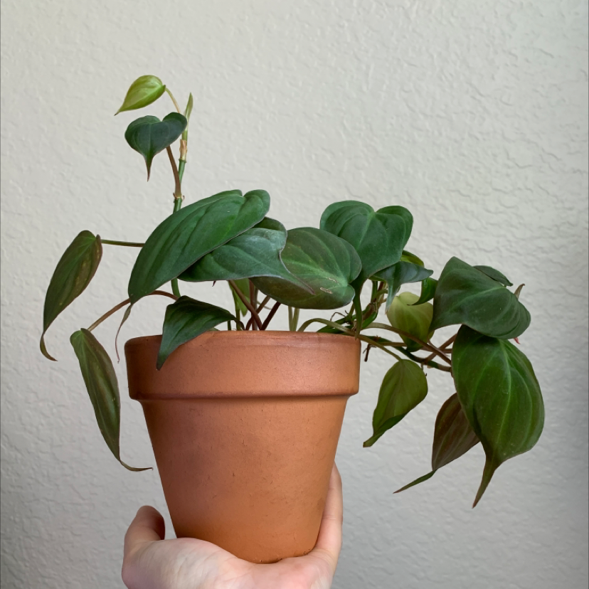 Philodendron Micans plant photo by @laurenashley named Philodendron Micans on Greg, the plant care app.