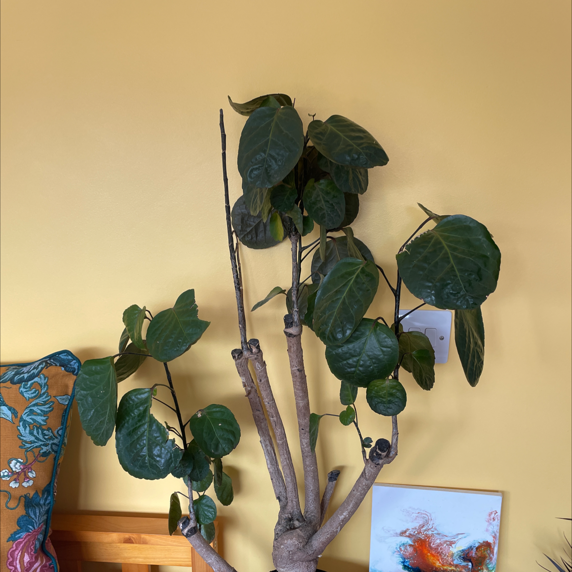 Fabian Aralia plant with large, dark green leaves and a thick, woody stem against a yellow wall.