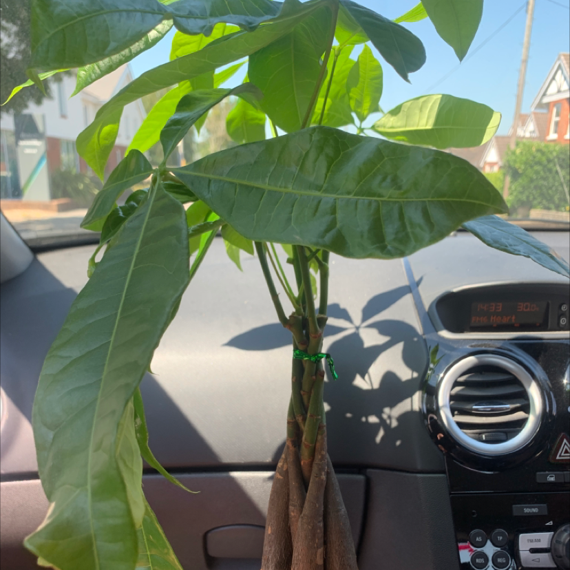 Money Tree plant photo by Keira named percy on Greg, the plant care app.