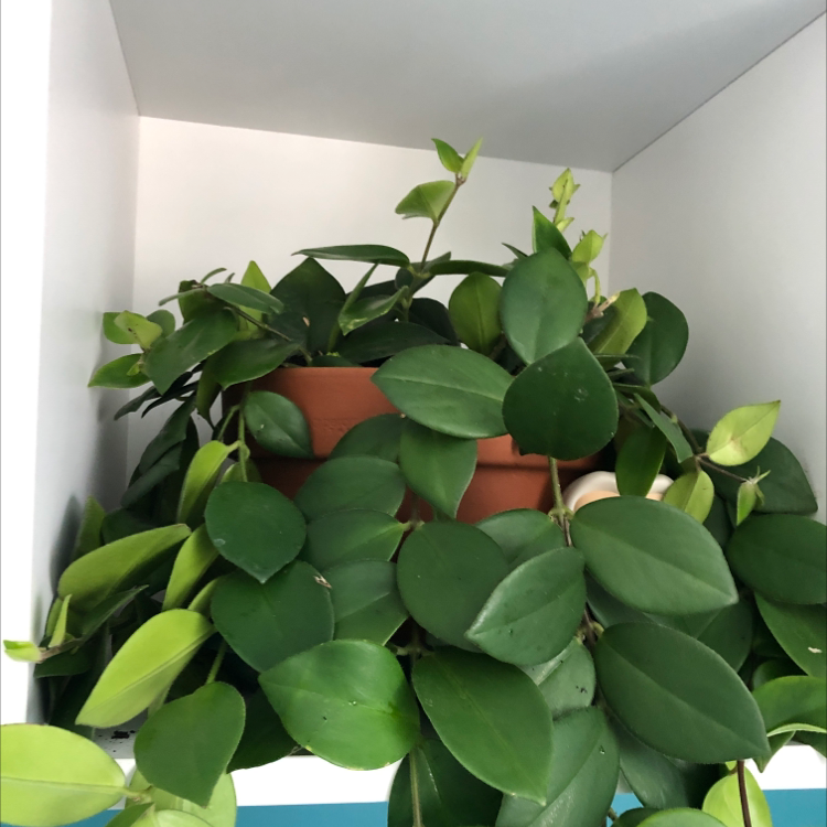Healthy Lipstick Vine with lush green leaves in a pot on a shelf.