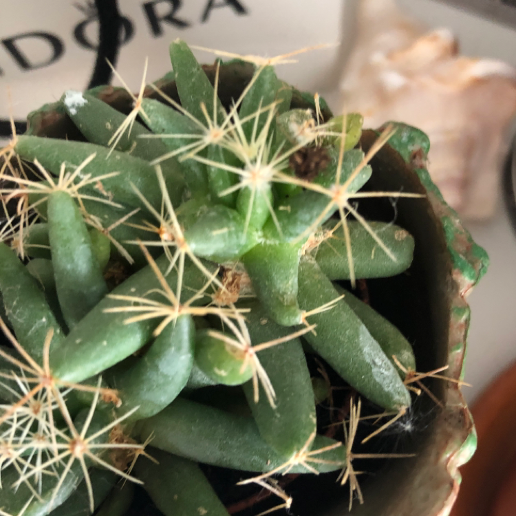 Photo of the plant species Missouri Foxtail Cactus by @hxllyaxing named groot on Greg, the plant care app