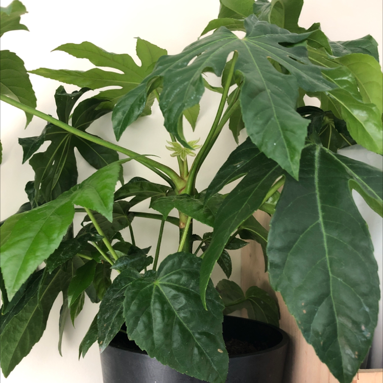 Photo of the plant species Fatsia Plant by @hxllyaxing named monica on Greg, the plant care app
