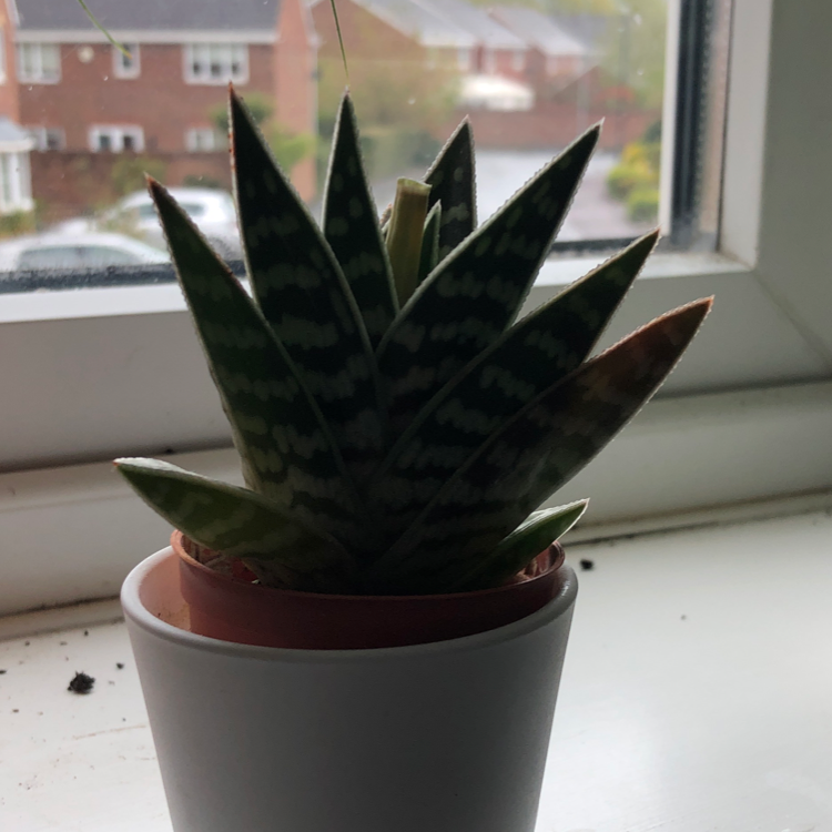 Tiger Aloe plant in a small pot on a windowsill with houses visible outside.