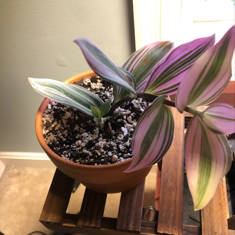 Healthy Moses-in-the-Cradle plant with vibrant purple and green striped leaves in a small terra cotta pot on a wooden stand.