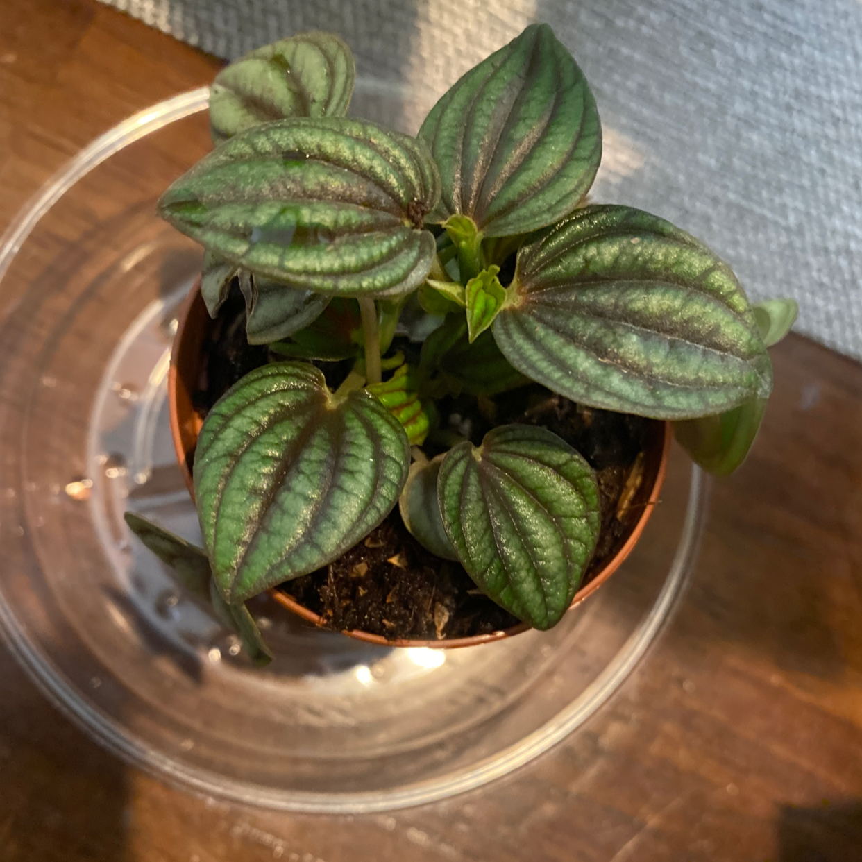 Healthy Emerald Ripple Peperomia plant in a small pot with vibrant leaves.