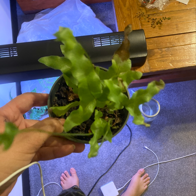 Blue Star Fern in a small pot with some browning leaves, held by a hand.