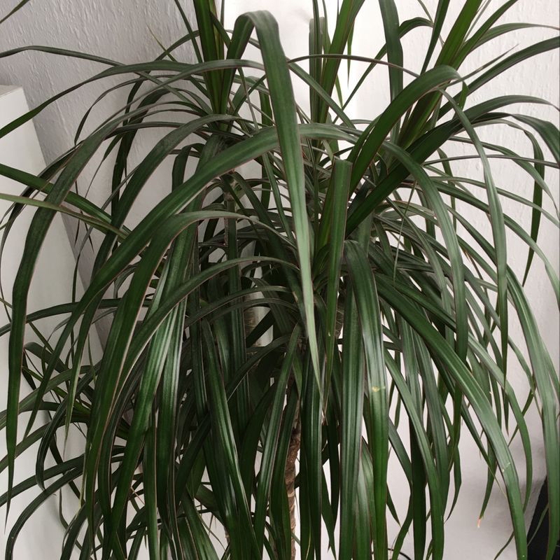 Healthy, mature ponytail palm with lush green arching leaves growing in a well-lit indoor setting.