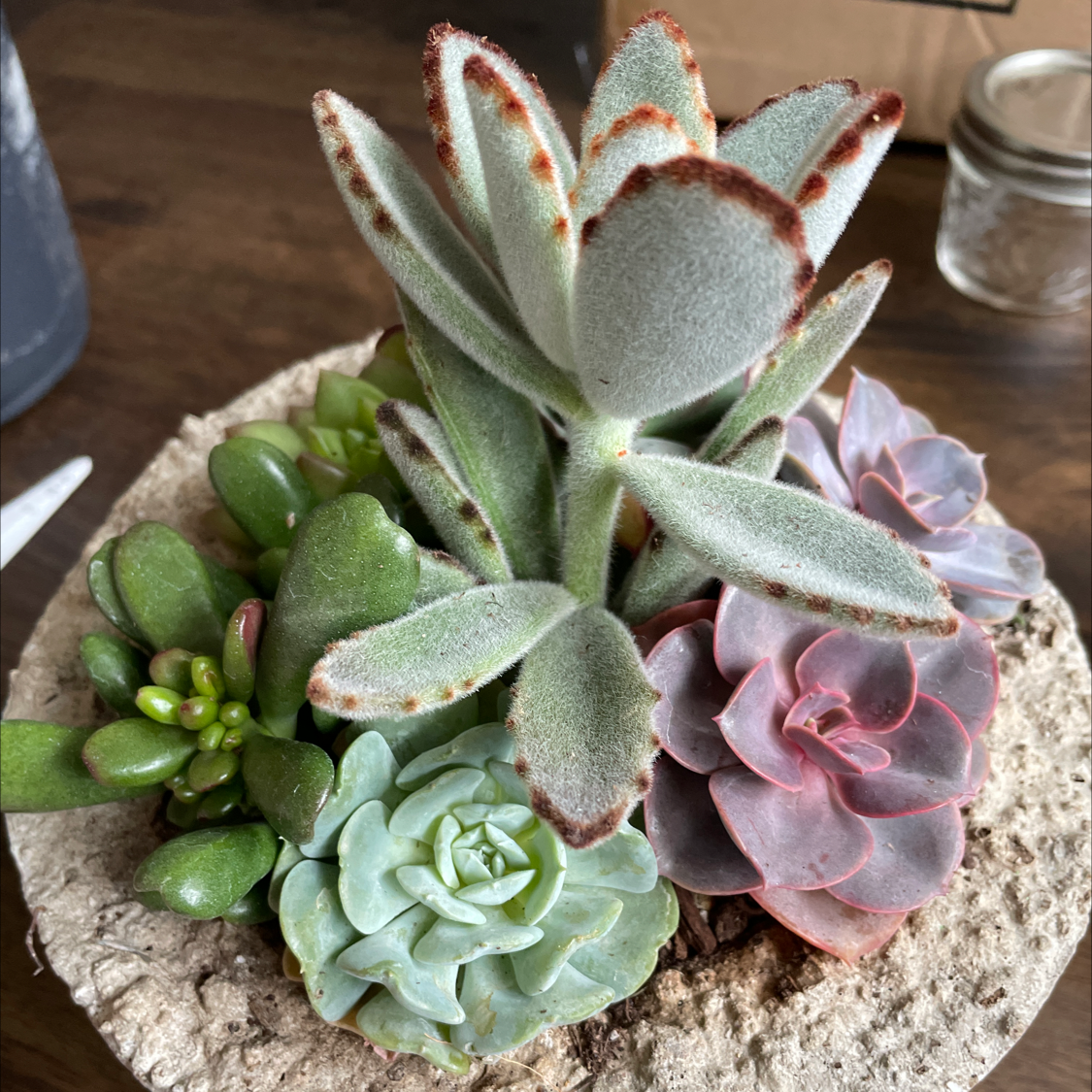 Succulent arrangement with Fynbos aloe and other healthy plants in a well-framed image.