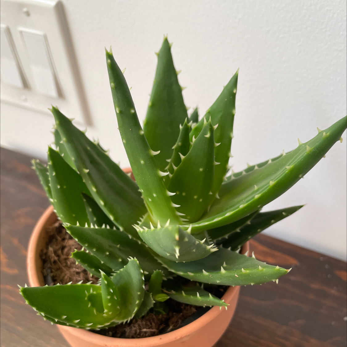 Photo of the plant species Short-Leaved Aloe by @kporetto named Sigmund on Greg, the plant care app