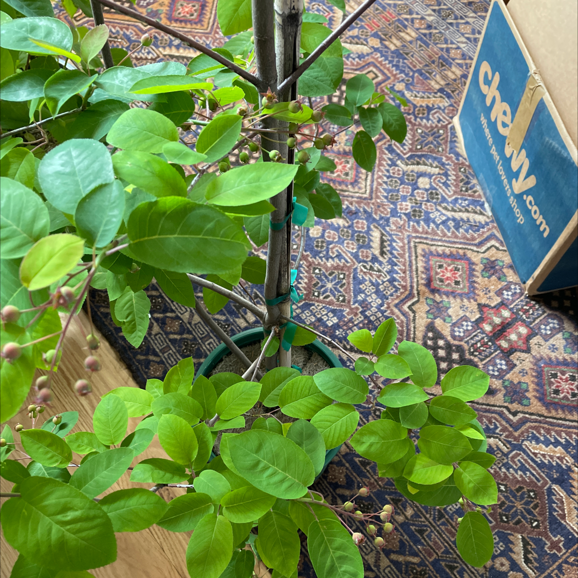 Saskatoon plant photo by @kporetto named Berry on Greg, the plant care app.