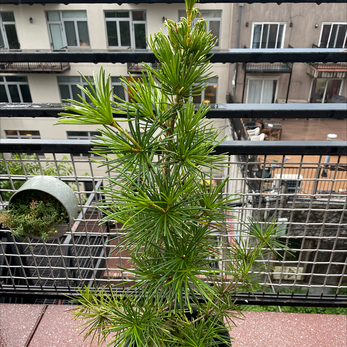 Photo of the plant species Japanese umbrella pine by @kporetto named Apollo on Greg, the plant care app